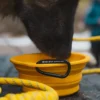 TNF™ Zusammenklappbare Haustier-Schüssel TNF™ Zusammenklappbare Haustier-Schüssel